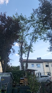 baumbeurteilung-01062025-012025-7
